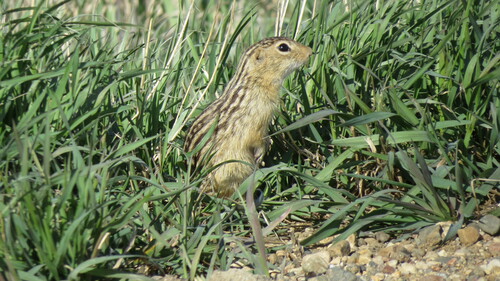 Thirteen-lined Ground Squirrel