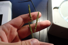Paspalum praecox