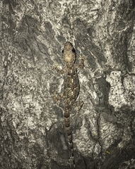 Hemidactylus mabouia