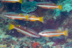 Two-Spot Banded Snapper photo 5