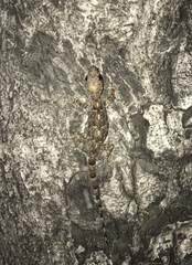 Hemidactylus mabouia