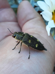 Baudonisia villosiventris