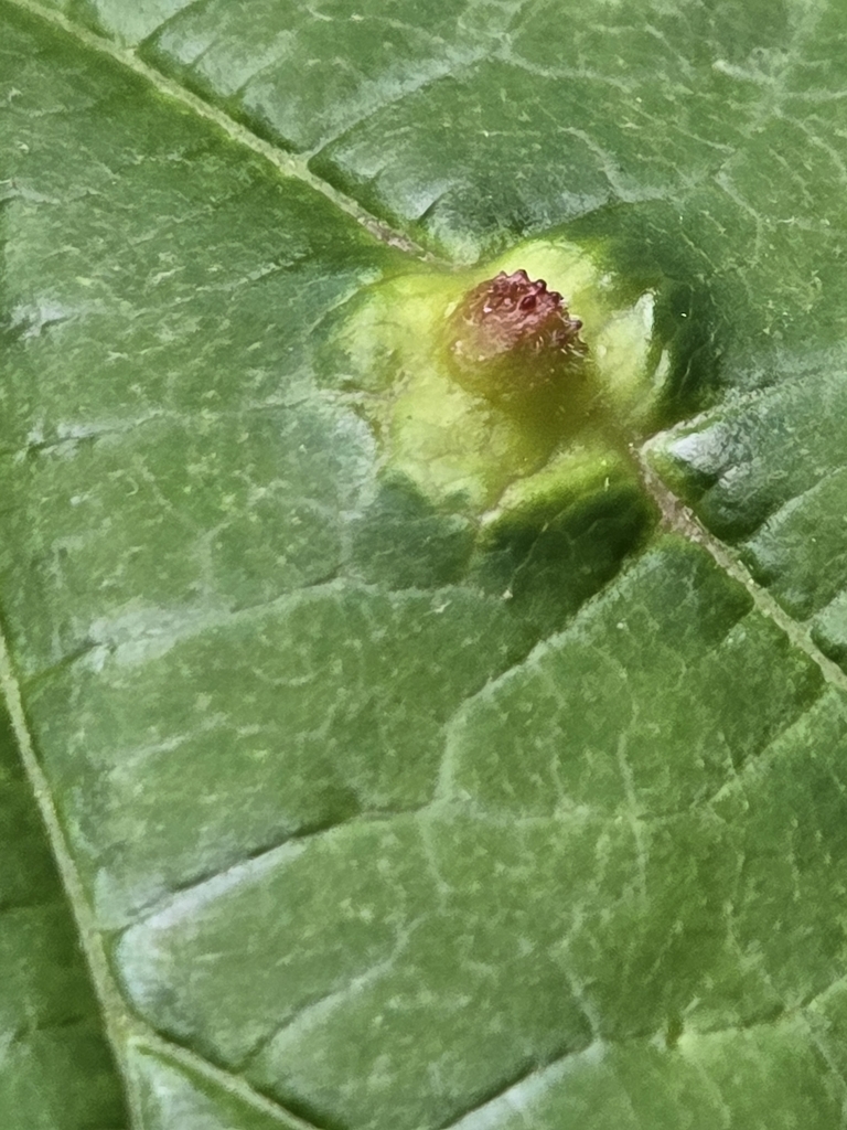 Witch-hazel Cone Gall Aphid from Millcreek Township, PA, USA on May 10 ...