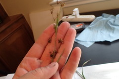 Rhynchospora elliottii