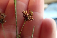 Rhynchospora elliottii