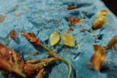 Rhynchospora elliottii