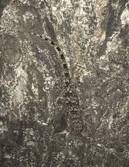 Hemidactylus mabouia