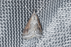 Pyrausta napaealis