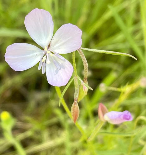 Canyon clarkia (Clarkia epilobioides)