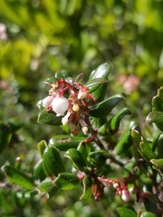 Arctostaphylos nummularia