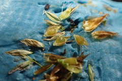 Rhynchospora filifolia