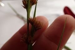 Rhynchospora glomerata