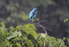 Cotinga cayana