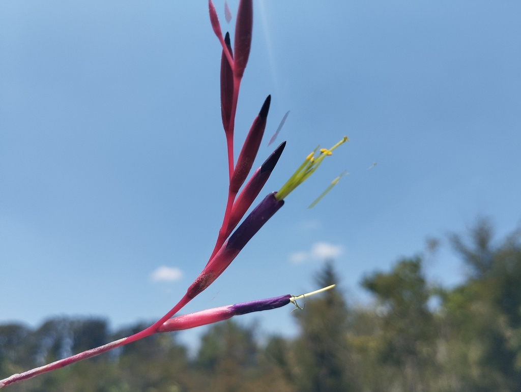 Tillandsia fuchsii hair-fine leaves close-up