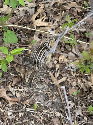 Thirteen-lined Ground Squirrel