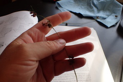 Rhynchospora perplexa