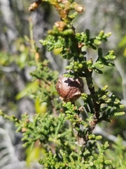 Cupressus pygmaea