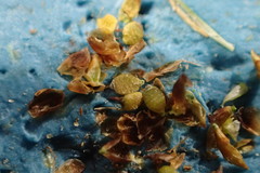Rhynchospora perplexa