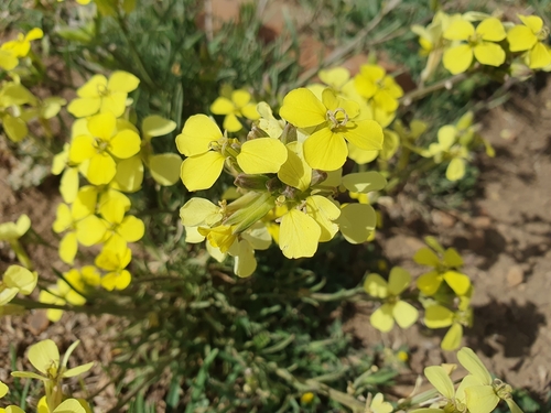 Erysimum grandiflorum