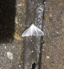 Diaphania costata