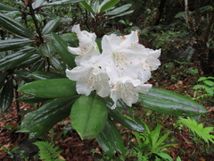 Rhododendron