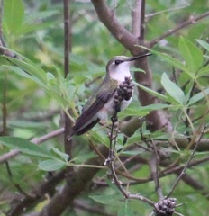 Archilochus colubris