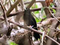 Amblycercus holosericeus