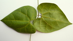 Aristolochia tamnifolia