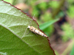 Argyresthia alternatella
