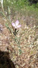 Clarkia bottae