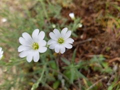 Cerastium arvense strictum