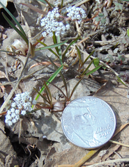 Lomatium linearifolium