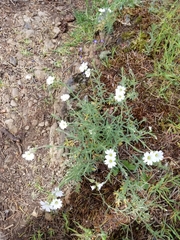 Cerastium arvense strictum