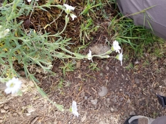 Cerastium arvense strictum