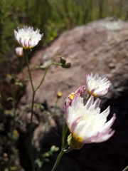 Malacothrix floccifera
