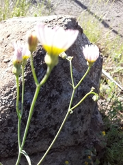 Malacothrix floccifera