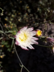 Malacothrix floccifera