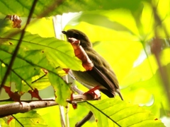 Chiroxiphia linearis