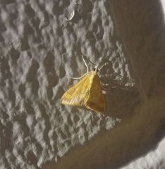 Pyrausta pseudonythesalis