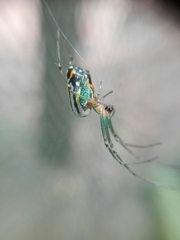 Leucauge argyrobapta