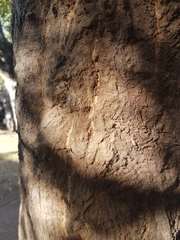 Erythrina lysistemon