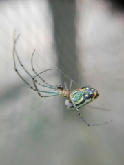 Leucauge argyrobapta
