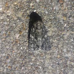 Acronicta afflicta