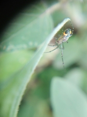Leucauge argyrobapta