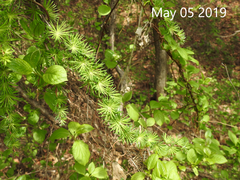 Larix kaempferi