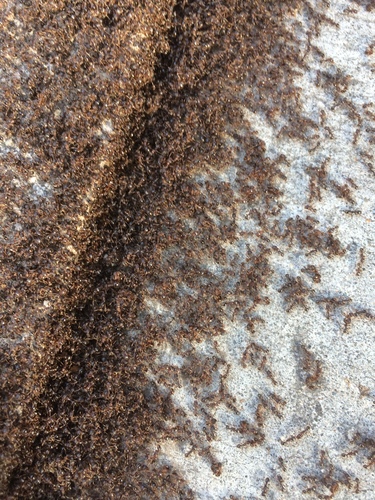 Pavement ant