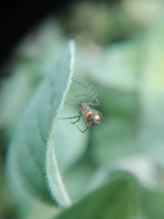 Leucauge argyrobapta