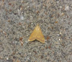 Pyrausta pseudonythesalis