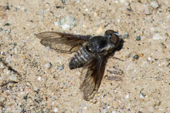 Aphoebantus transitus