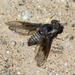 Aphoebantus transitus - Photo (c) BJ Stacey, some rights reserved (CC BY-NC), uploaded by BJ Stacey